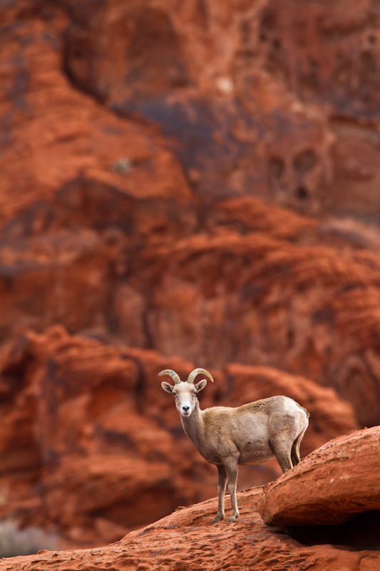 Bighorn On Slickrock